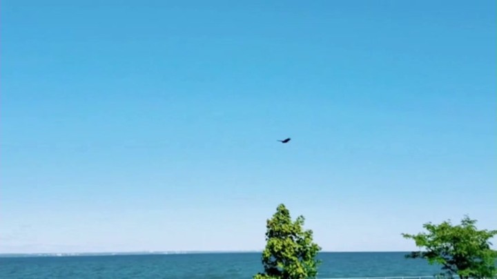 The Three Sisters of Fate appeared this day. :-) With graceful wing spans of close to 6 feet dancing at a distance, marking the end of this season and the beginning of the next. #Clotho, #Lachesis, #Atropos - Lakeside Living 2022