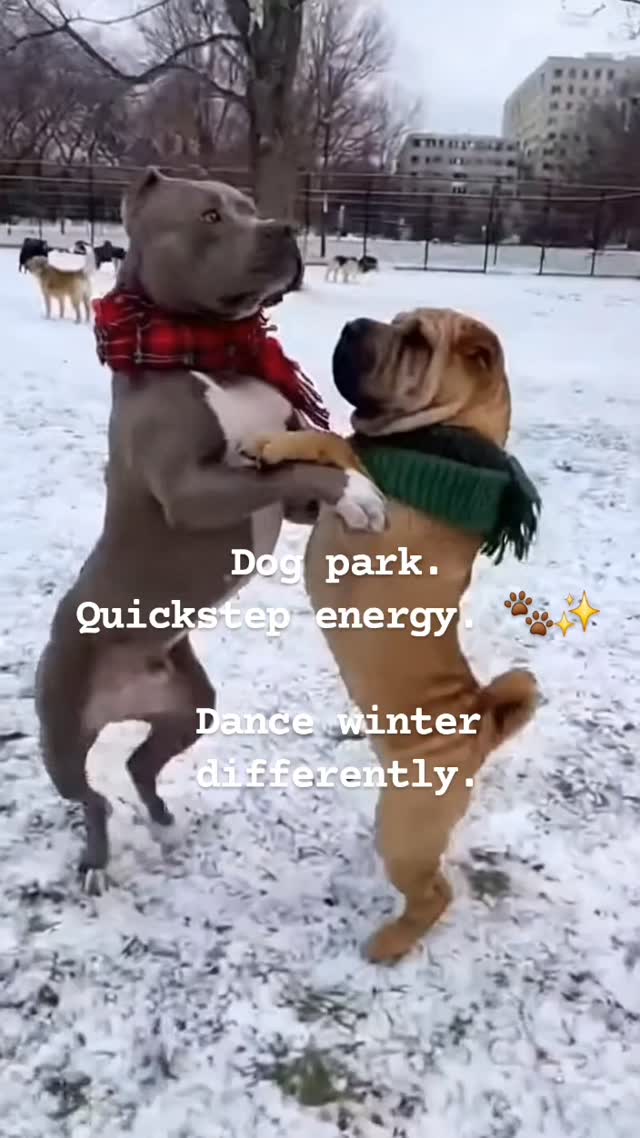 Dog Park. Quickstep Energy. 

Dance Winter Differently!