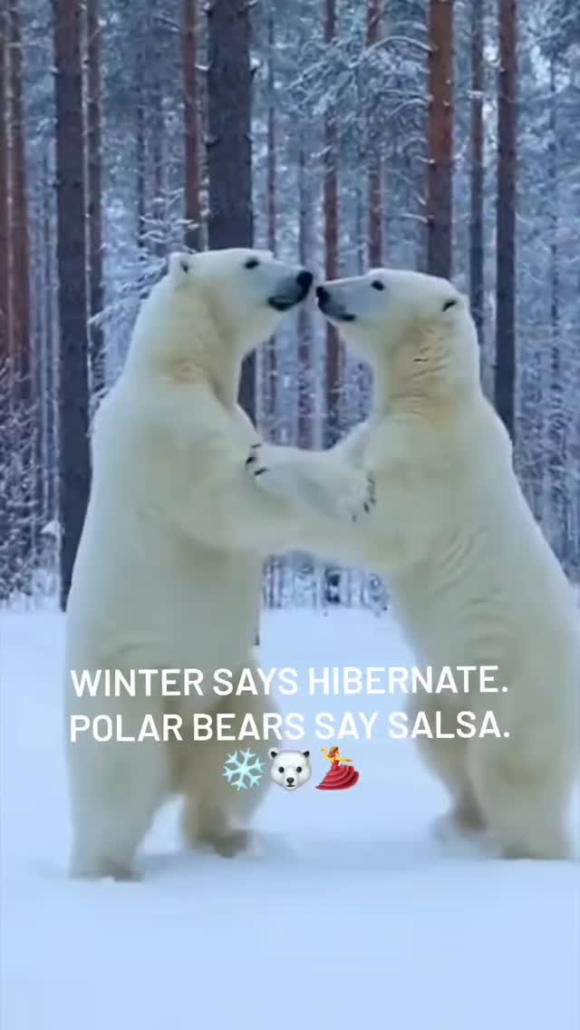 Winter says hibernate.
Polar bears say Salsa. ❄️🐻‍❄️💃

Dance Winter Differently.
