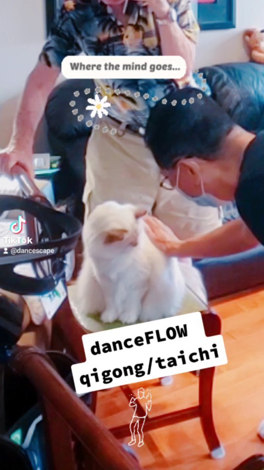 danceFLOW #qigong/#taichi with Suki the Ragdoll Rescue Cat. When we first came for danceScape Private Sessions with Ray & Donna, he always hid under tables and wouldn't let us touch him. As weeks & months passed, he started to join in the fitness & mindfulness sessions, observing and other times relaxing as we qigong/taichi'd to inspirational music. Where the mind goes, the qi follows. #shallwedance?