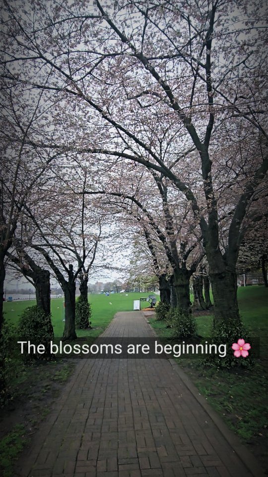 The blossoms are just beginning to open.

By Saturday they will be at their peak… 

and then they will fall.

My father, my sister and I planned to walk to the lakeside and then under these cherry trees. We talked about it while he was in long-term care. 

We said "next spring."
There was no next spring.

If you’ve ever lost someone. If you’ve ever felt that ache — the quiet fear that time is slipping away with someone you love — this is for you.

🌸 The Sakura Project

Saturday, May 2 · 10:30–11:15 AM
Spencer Smith Park — cherry trees by the lake
(rain → gazebo)

A simple, quiet gathering. To danceFLOW qigong/taichi if you want. No pressure. Just presence. 

Comment 🌸 if this stirs something deep in you.

RSVP → 
Tag or share with someone you don’t want to miss.