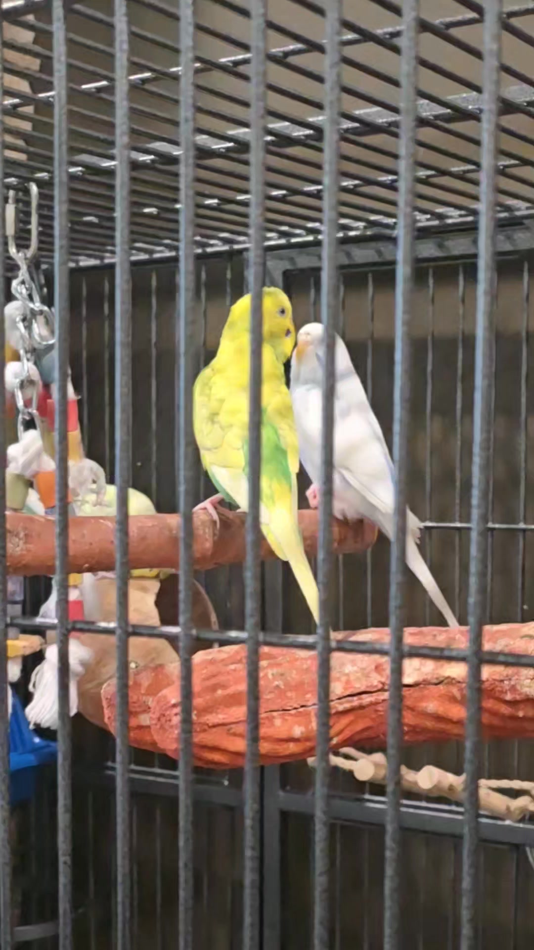 Aaron Tang and the Lovebirds at Agecare Brant!