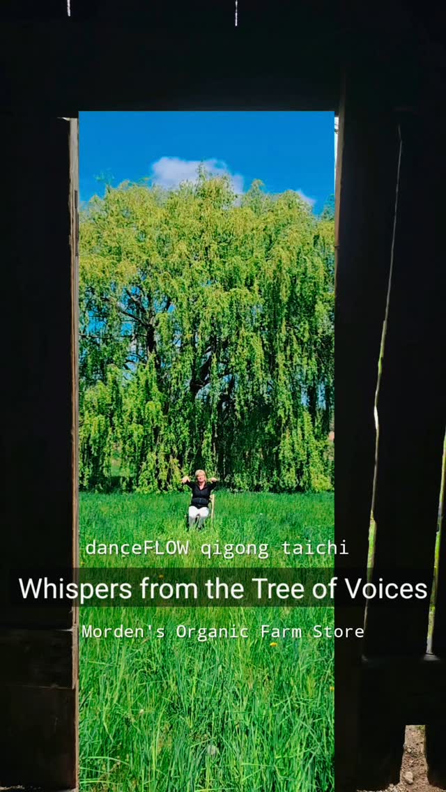🌿 Where the Willow Whispers: A Journey Back to You 🌿
Step away from the city lights, the noise, the rush. Out here in the heart of the countryside, something quieter calls — the whisper of wind through leaves, the warmth of the sun on your skin, and the soft strength of the Earth beneath your feet. 🌞🌱
Behind Morden’s Organic Farm Store stands a beloved "Tree of Voices" — an ancient Willow that invites reflection, healing, and connection. Inspired by the sacred tree in Avatar, it's a place where many come to simply be.
While you’re here, explore the unique crystals, gems, and rare stones from Vintage 68, beautifully displayed inside the farm store. Perfect for collectors, crystal healers, or anyone seeking to invite calming energy into their space. 🌟 These treasures support emotional healing, release stress, calm the mind, and amplify clarity, spiritual connection, and mindful manifestation. ✨🔮
And soon, danceScape will be gathering under the open sky for danceFLOW Qigong Tai Chi — a meditative movement experience for: 🌬️ Easing stress & anxiety
🌀 Boosting mobility & flexibility
💫 Inviting healing & manifestation
🌾 And flowing with the rhythm of nature
Let the countryside calm your spirit.
Let the Willow remind you who you are.
Let movement and mindfulness bring you home. 💚
#TreeOfVoices #WillowWisdom #danceFLOW #QigongTaiChi #Vintage68Crystals #MindfulLiving #CrystalHealing #NatureHeals #CountryEscape #EmotionalBalance #ClarityAndCalm #HealingThroughMovement #MordensOrganicFarmStore #StillnessInMotion